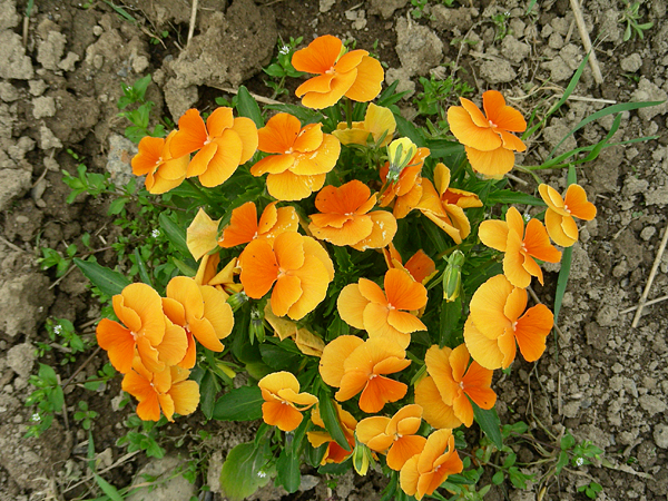 pansy in flower